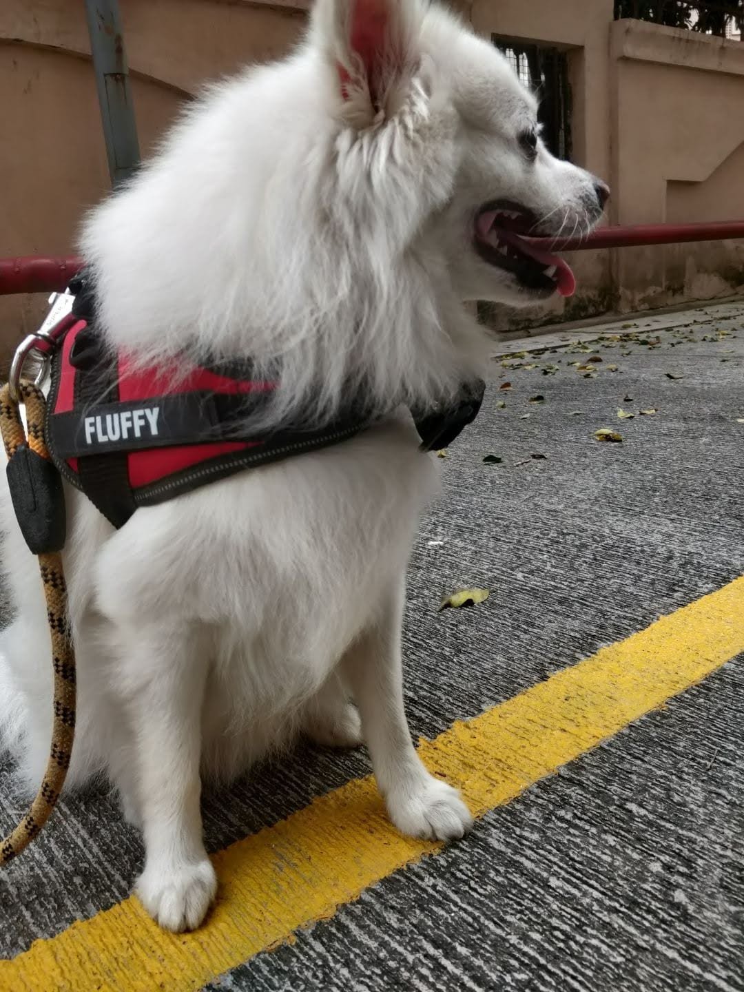 Fluffy — Fluff