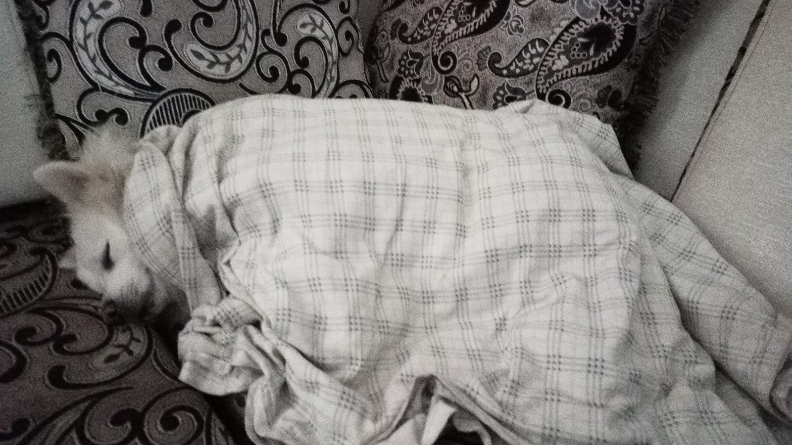 Fluffy — Sleeping